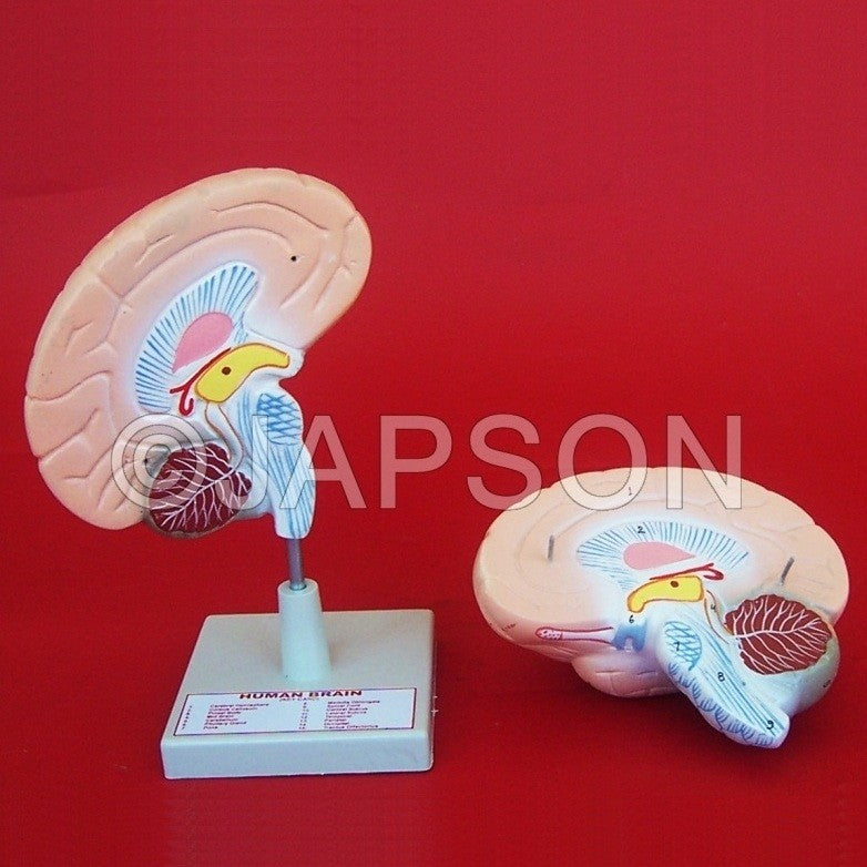 Human Model, Brain Human Model, Brain